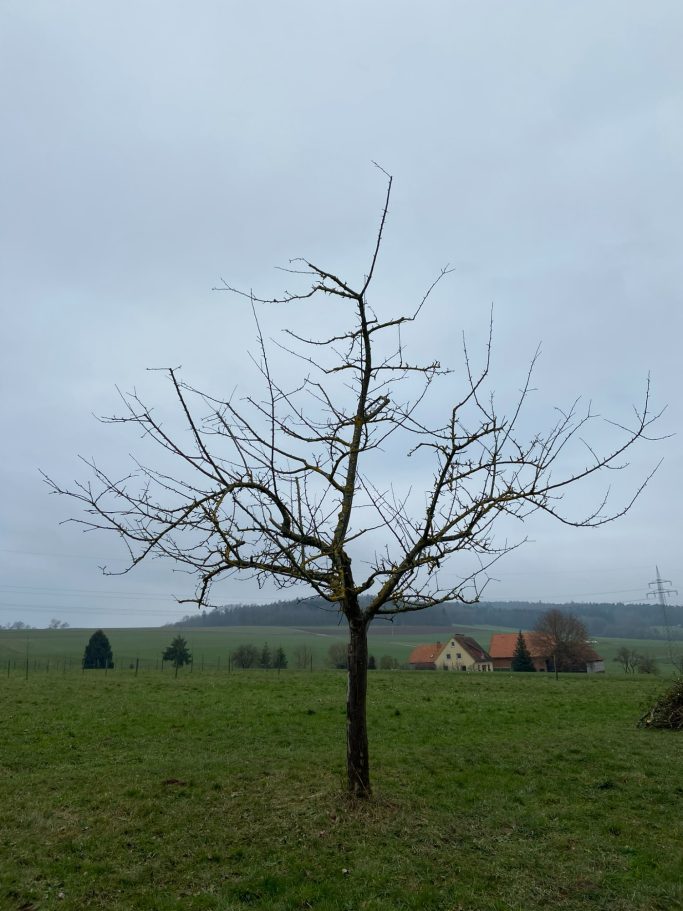 ...nach dem Winterschnitt